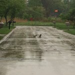 Ducks on the road is not a good sign